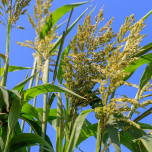 Sudangrass-Sorghum Hybrids