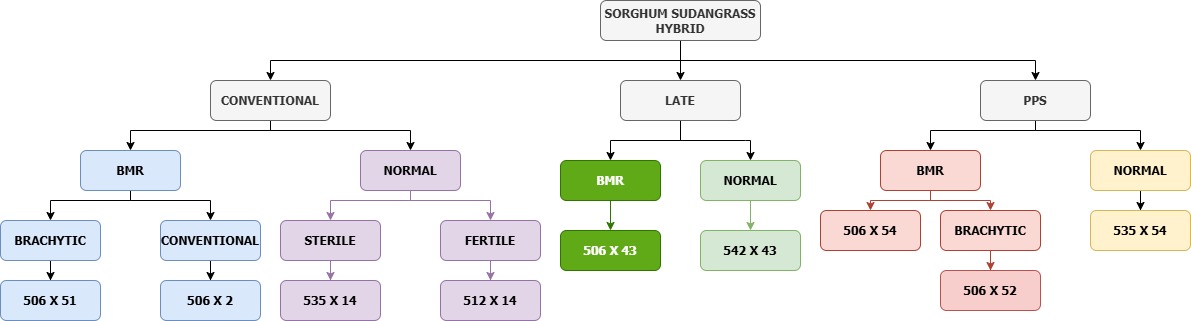 Sorghum-Sudangrass hybrid flowchart