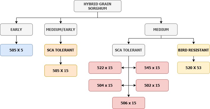 Sorghum-Sudangrass hybrid flowchart