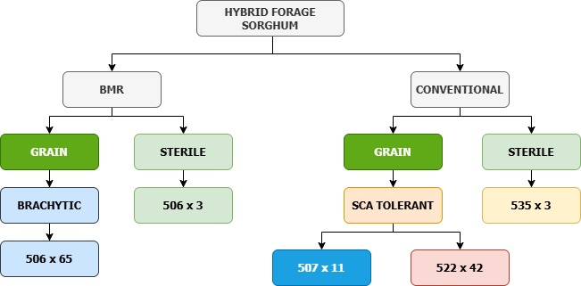 Sorghum-Sudangrass hybrid flowchart